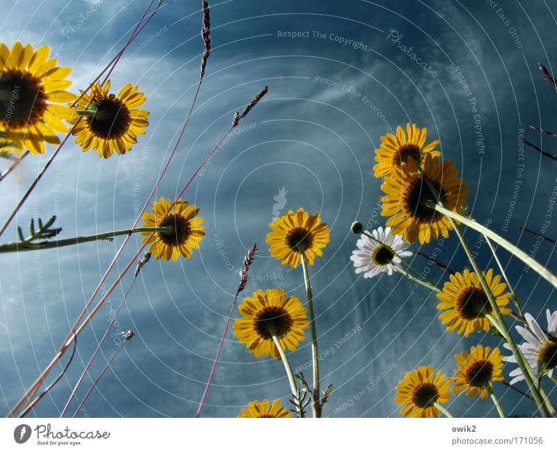 Flowers without coffee Environment Nature Landscape Plant Sky Clouds Blossom Marguerite Meadow Blossoming To swing Growth Fresh Beautiful Natural Wild Blue