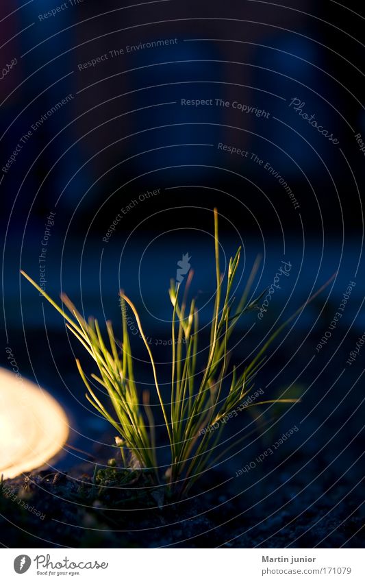 Grass seeks light Colour photo Multicoloured Exterior shot Close-up Copy Space top Twilight Night Light Blur Gardener Nature Plant Earth Foliage plant