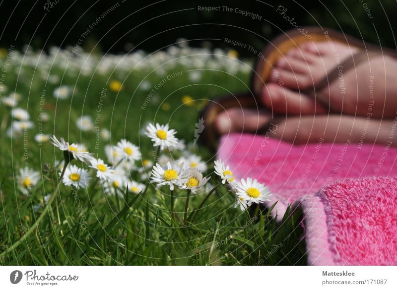 summer day Colour photo Exterior shot Detail Day Sunlight Blur Worm's-eye view Lifestyle Healthy Wellness Well-being Contentment Relaxation Calm Fragrance