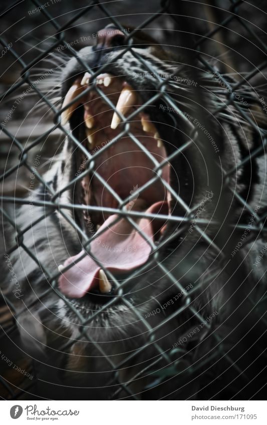 A strong coffee, please... Colour photo Exterior shot Detail Day Contrast Central perspective Animal portrait Nature Wild animal Cat Animal face Pelt Zoo 1