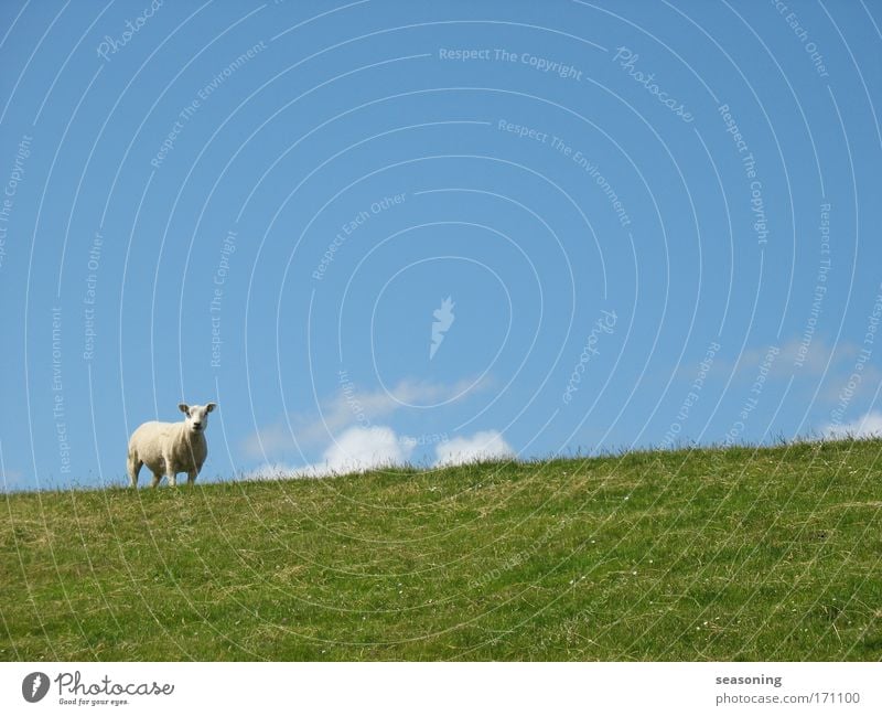 sheep Colour photo Multicoloured Exterior shot Deserted Copy Space right Copy Space top Copy Space bottom Copy Space middle Neutral Background Day Contrast