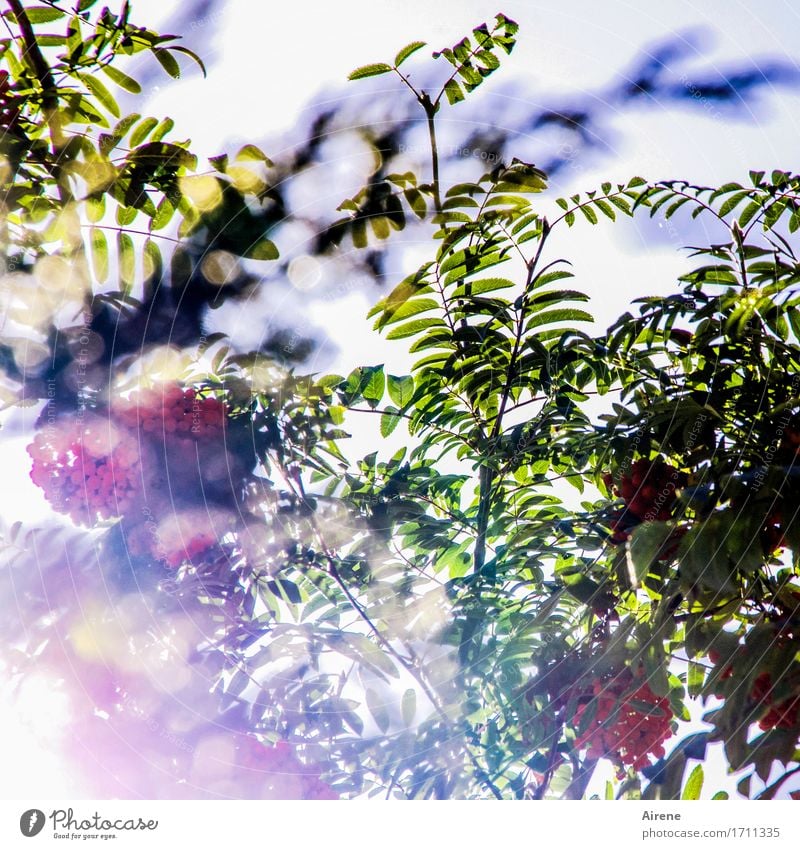 bright tree Plant Sunlight Summer Autumn Tree Rowan tree Rawanberry Twigs and branches Leaf Fruit Berries Berry seed head Garden Glittering Illuminate Dream