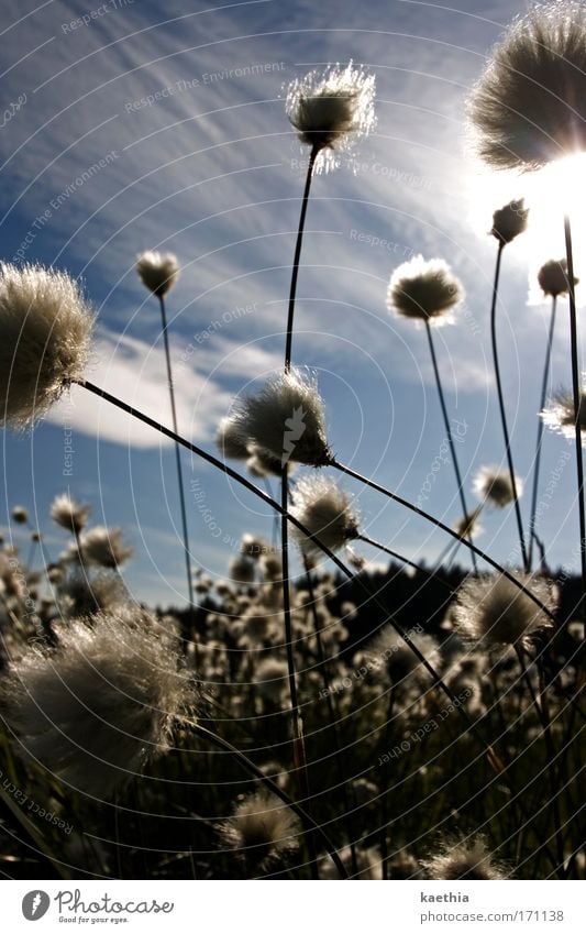 puschelgestöber Environment Nature Plant Sky Sun Summer Beautiful weather Bushes Wild plant wooly plant Meadow Movement Blossoming Illuminate Esthetic