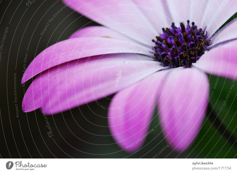 Plümschn II Colour photo Multicoloured Exterior shot Close-up Deserted Day Shallow depth of field Nature Plant Drops of water Rain Flower Blossom Blossoming