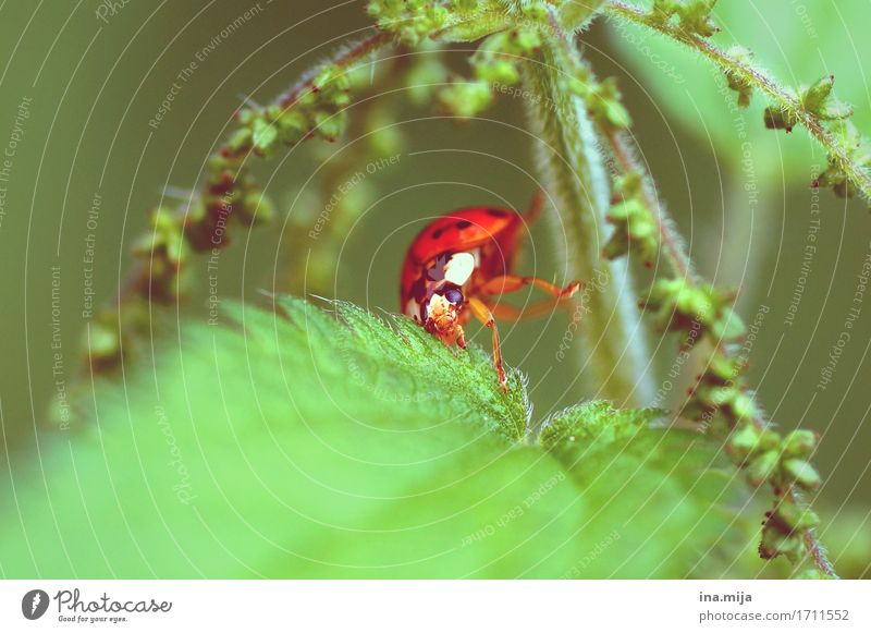 hoppala! Environment Nature Spring Summer Plant Stinging nettle Animal Beetle Animal face Wing Macro (Extreme close-up) Ladybird 1 Illness Green Red