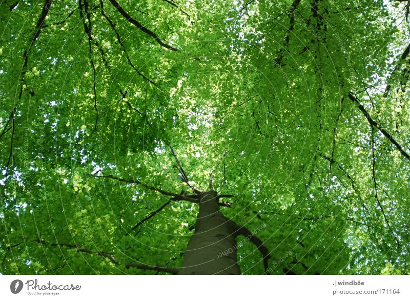 leaf canopy Colour photo Exterior shot Deserted Day Worm's-eye view Upward Environment Nature Air Spring Beautiful weather Tree Leaf Foliage plant Forest