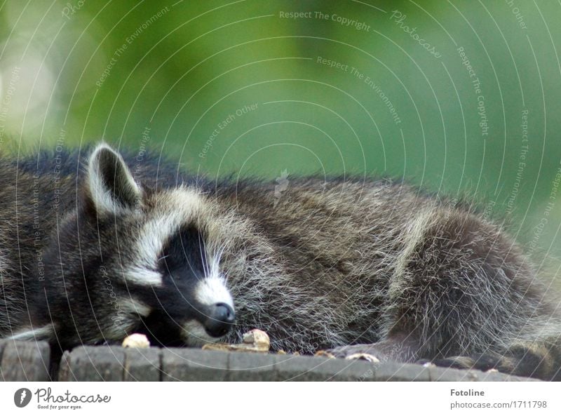 Good night. Environment Nature Plant Animal Summer Tree Animal face Pelt 1 Bright Near Natural Wild Soft Gray Green Fatigue Sleep Ear Snout Raccoon Tree trunk