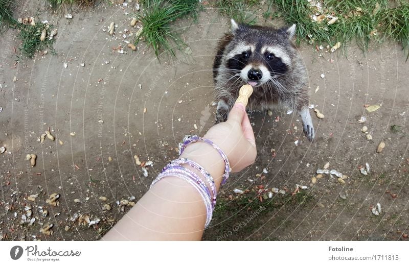 feeding time Human being Feminine Girl Young woman Youth (Young adults) Skin Arm Hand Fingers 1 Environment Nature Plant Animal Elements Earth Sand Grass Meadow