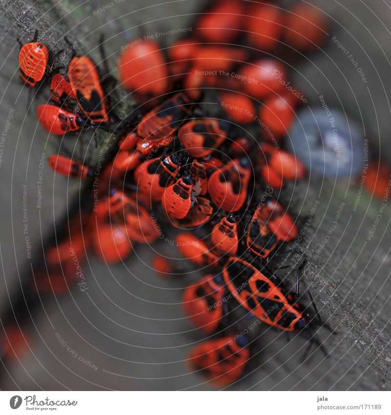 family cohesion Colour photo Close-up Macro (Extreme close-up) Day Animal portrait Nature Garden Park Meadow Beetle Group of animals Pack Brown Red Assembly