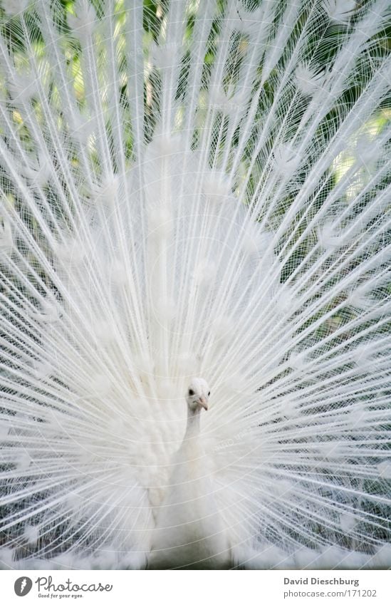 The charms of a peacock II Colour photo Exterior shot Detail Structures and shapes Day Contrast Central perspective Animal portrait Looking into the camera