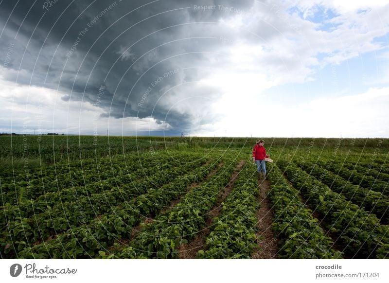 strawberry field Colour photo Exterior shot Copy Space left Copy Space top Day Shadow Contrast Sunlight Deep depth of field Wide angle Full-length Front view