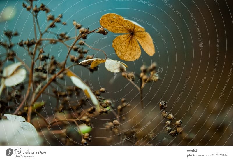 Small parasol Environment Nature Plant Climate Beautiful weather Bushes Blossom Ornamental plant Adornment Graceful Fragile Blade of grass Bud Growth Near Dry