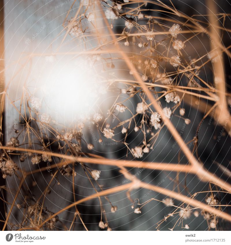 Forget casting Plant Bushes Blossom Pot plant Blade of grass dry plant To dry up Thin Dry Many Fragile Decoration Colour photo Interior shot Close-up Detail