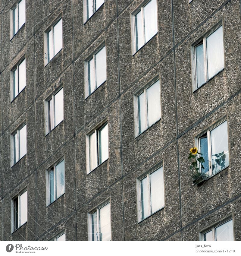 The sunflower at the window Colour photo Subdued colour Exterior shot Deserted Deep depth of field Long shot House (Residential Structure) Flower Sunflower