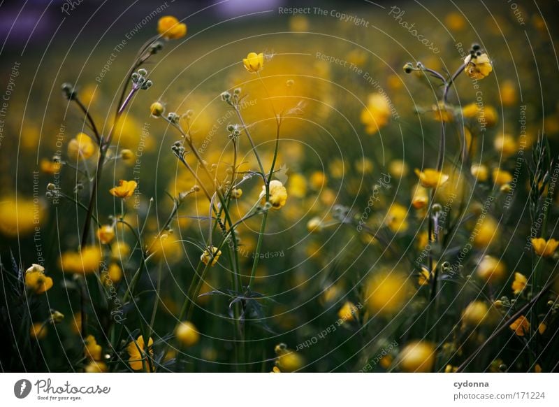 buttercups Colour photo Exterior shot Close-up Detail Macro (Extreme close-up) Deserted Copy Space left Copy Space right Copy Space top Copy Space bottom