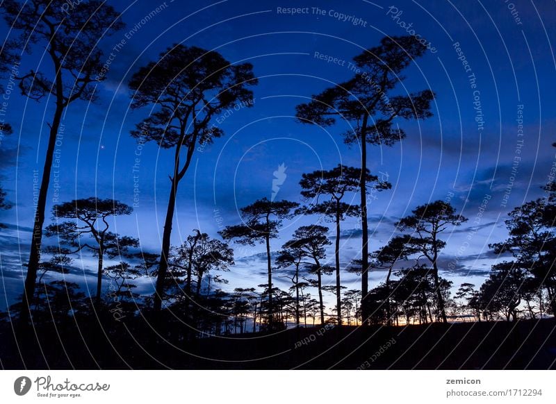 silhouette landscape with pine forest at Phu Soi Dao Beautiful Vacation & Travel Sun Nature Landscape Plant Sky Tree Park Forest Peak Dark Uniqueness Blue