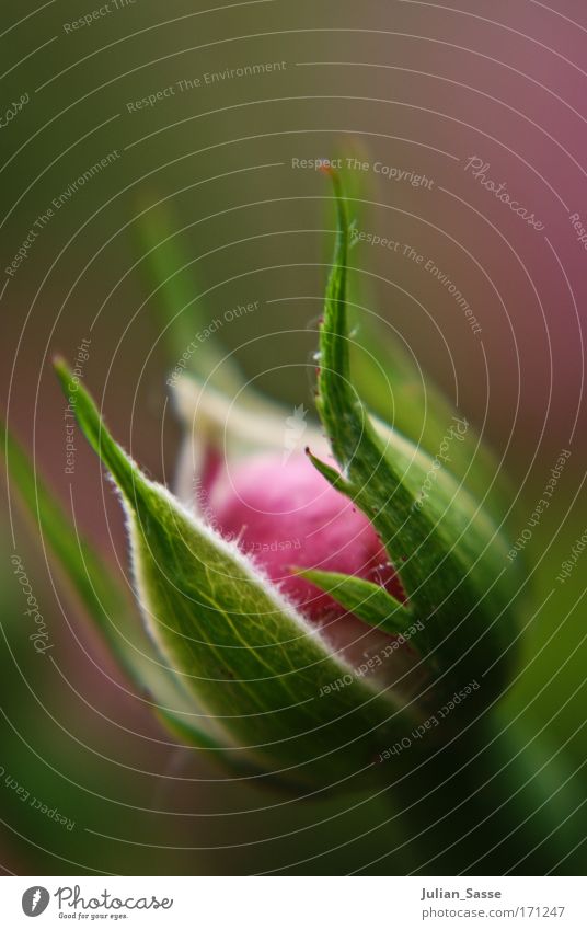 Growing up Colour photo Exterior shot Detail Macro (Extreme close-up) Day Blur Shallow depth of field Central perspective Plant Spring Flower Rose Pink