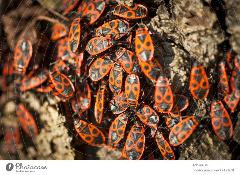 fire bugs Animal Beetle Insect Group of animals Sign Ornament Exotic Red Black fellowship Colour photo Exterior shot Close-up Macro (Extreme close-up)