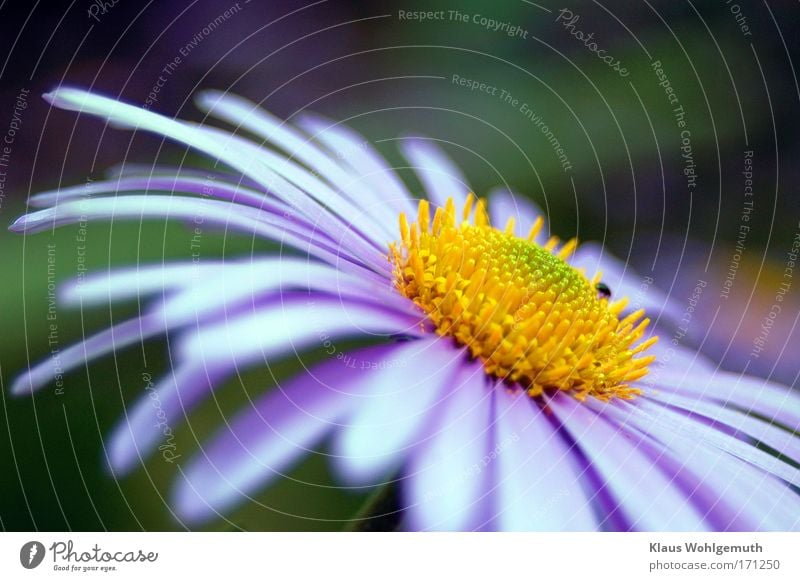 Close up of purple flower Colour photo Multicoloured Exterior shot Close-up Macro (Extreme close-up) Shadow Shallow depth of field Long shot Forward Nature