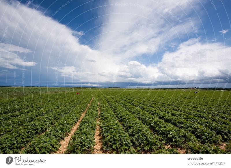 Strawberry field III Colour photo Exterior shot Deserted Copy Space left Copy Space right Copy Space top Copy Space bottom Copy Space middle Day