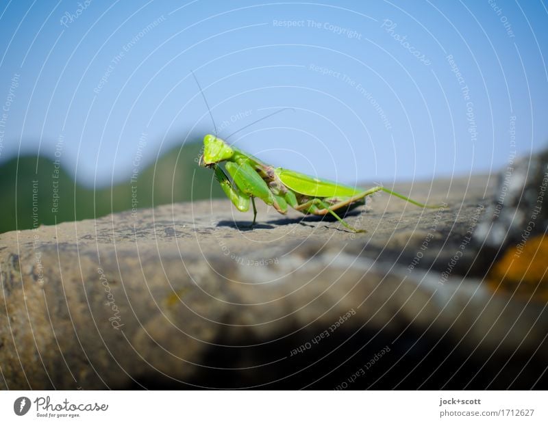 pray on the wall Cloudless sky Tourist Attraction Great wall Praying mantis 1 Animal Stone Crawl Authentic Small Near Warmth Peaceful Attentive Serene Time