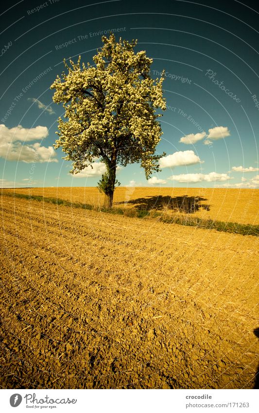 Apple Blossom VII Colour photo Exterior shot Experimental Deserted Copy Space left Copy Space right Copy Space top Copy Space bottom Day Shadow Contrast