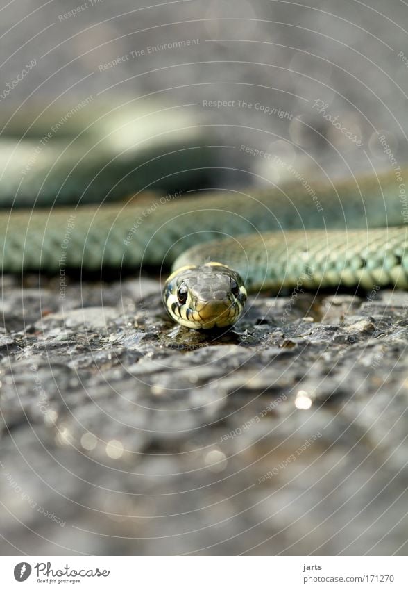 snap Colour photo Exterior shot Close-up Macro (Extreme close-up) Deserted Copy Space top Copy Space bottom Day Sunlight Deep depth of field Worm's-eye view