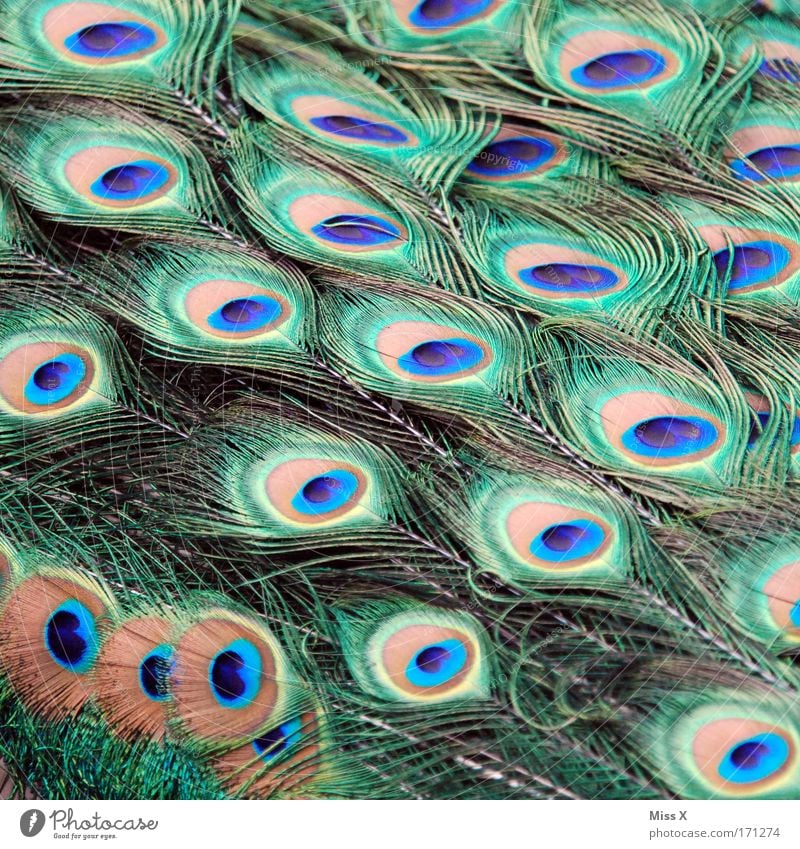 ornament Colour photo Multicoloured Close-up Detail Animal Bird Wing Zoo Rutting season Elegant Glittering Beautiful Pride Conceited Exotic Nature Peacock