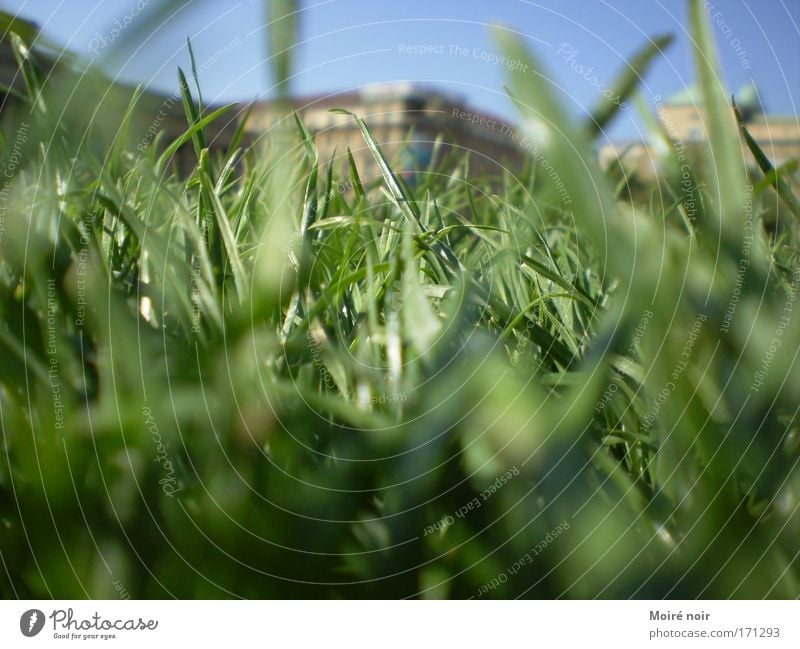 in the park Colour photo Exterior shot Day Blur Worm's-eye view Cloudless sky Spring Park Pedestrian precinct Places Relaxation Blue Green Happiness