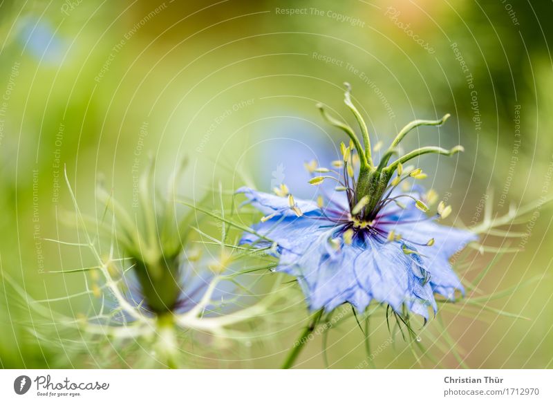 nigella damascena Life Harmonious Well-being Contentment Senses Relaxation Calm Meditation Leisure and hobbies Environment Nature Summer Beautiful weather Plant