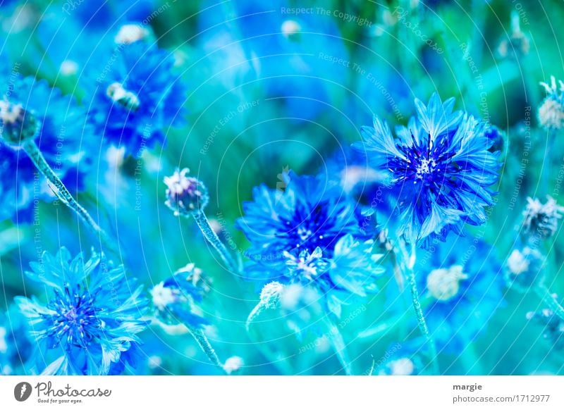 Cornflowers blue Plant Summer Flower Blossom Foliage plant Garden Park Blue Green Blossoming Garden Bed (Horticulture) Landscape format Play of colours Bud Leaf