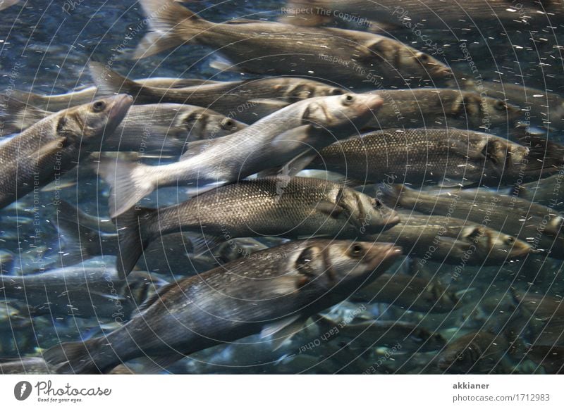 fish Environment Nature Animal Water Wild animal Fish Aquarium "Fish animals Living thing fauna animal kingdom animal world Herring Herring" Flock Colour photo