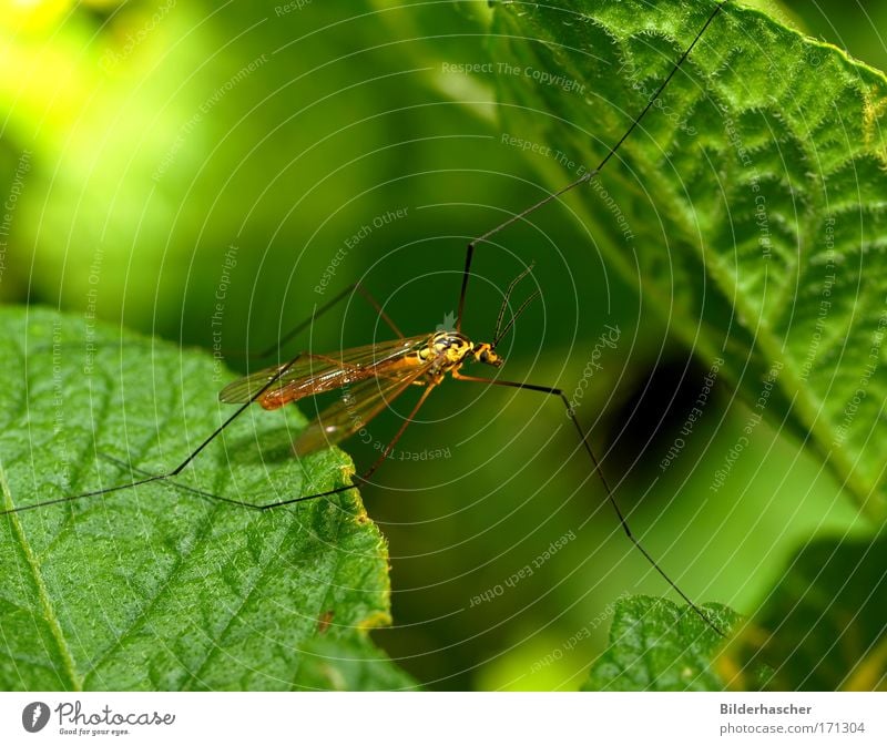 Schnakenhans Insect Crane fly Mosquitos waders Dipterous Feeler Antenna Eyes Compound eye Wing Legs Long Macro (Extreme close-up) Near Close-up Green Summer