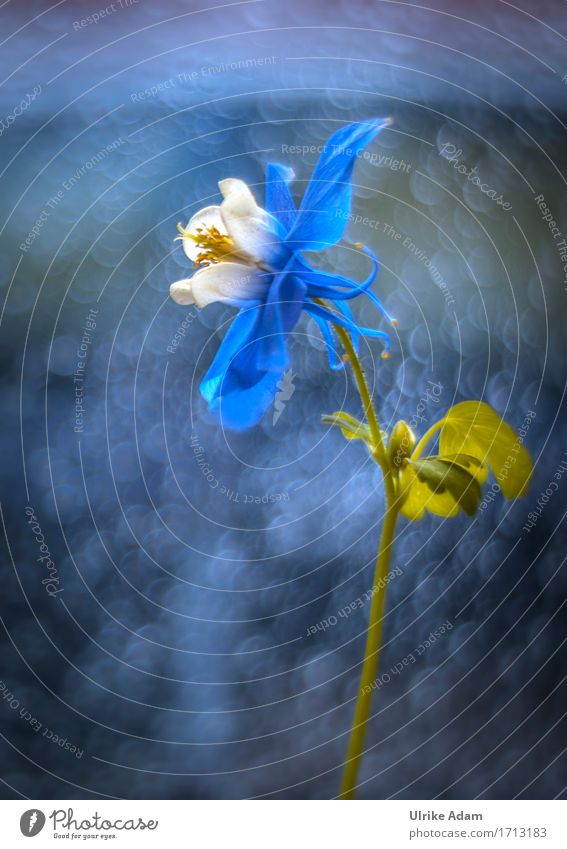 Blue Queen Nature Plant Drops of water Spring Summer Flower Bushes Leaf Blossom Pot plant Aquilegia Garden Park Decoration Collector's item Canvas Image