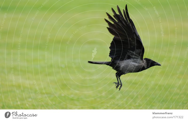 Crow flies off Animal portrait Earth Air Grass Bird Movement Flying Hunting Vacation & Travel Muscular Strong Joy Esthetic Energy industry Power Far-off places