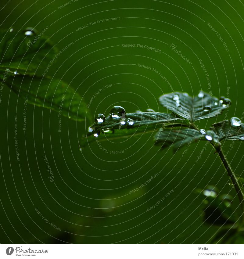 rainy days Colour photo Subdued colour Exterior shot Close-up Deserted Copy Space top Copy Space bottom Day Twilight Reflection Shallow depth of field