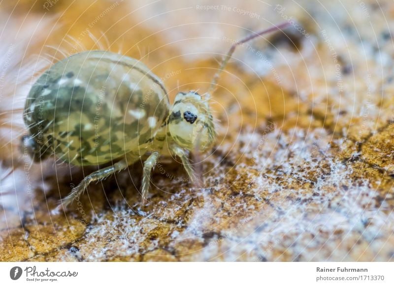 a ball jumper (Collembola) Animal "Urinsect Ur-Insekt Springtail" 1 Walking Jump Nature "Macro macro photo beneficial Garden humus formers Diminutive small