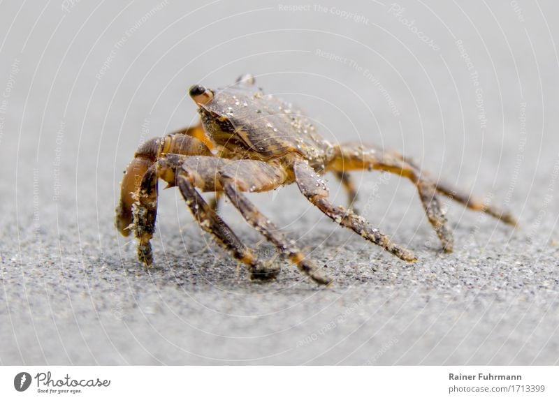 Beach crab in fast motion Animal Ocean "Crab Beach crab" 1 Walking Nature "Beach vacation creatures bathe hastily Running flee Colour photo Exterior shot