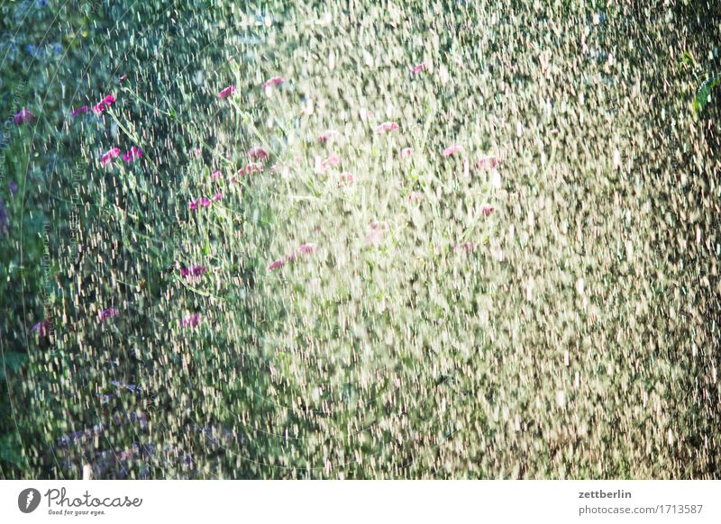 Carnation of light behind lawn sprinkler Irrigation Garden Cast Background picture Garden plot Climate Deserted Lawn sprinkler Rain Rainwater Strong Copy Space