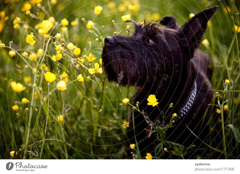 Good nose Colour photo Exterior shot Close-up Detail Copy Space left Copy Space bottom Day Shadow Contrast Deep depth of field Long shot Animal portrait