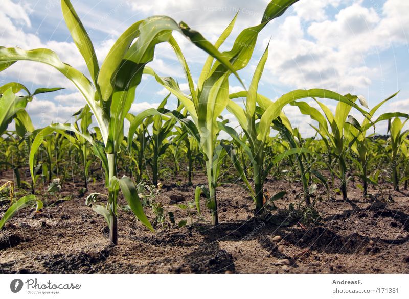 maize Colour photo Exterior shot Flash photo Sunlight Worm's-eye view Science & Research Energy industry Renewable energy Environment Nature Plant Earth Sand