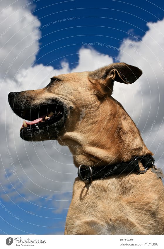 jonny Colour photo Exterior shot Day Deep depth of field Worm's-eye view Looking away Nature Air Sky Clouds Summer Beautiful weather Animal Pet Dog Animal face