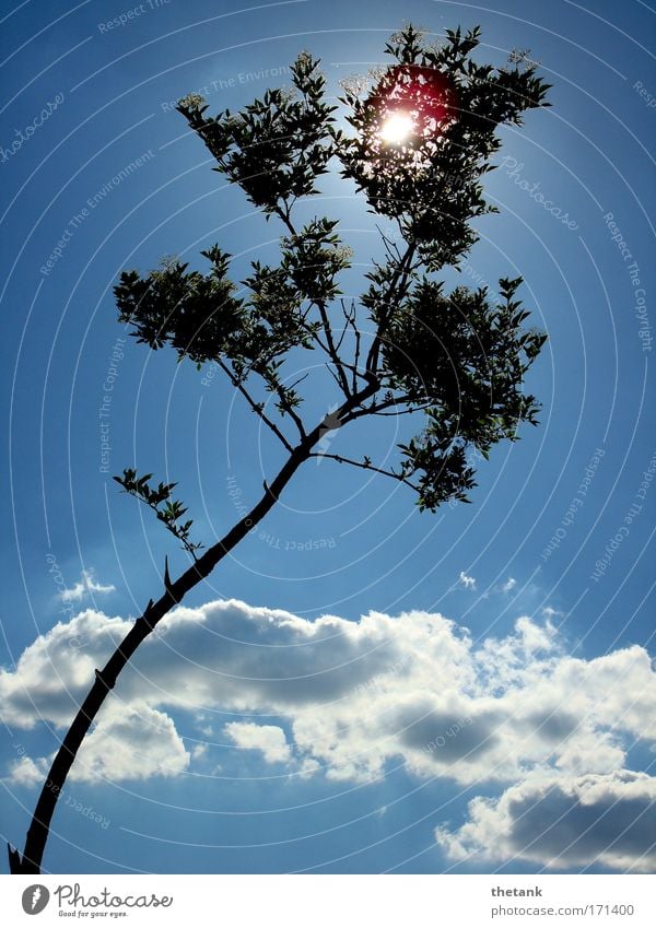 summer day Sky Clouds Sunlight Beautiful weather Tree Illuminate Blue White Relaxation Idyll Calm Dream Vacation & Travel Contentment Weekend Colour photo