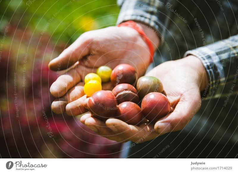 Harvest II - The first own tomatoes Food Vegetable Tomato Nutrition Organic produce Vegetarian diet Italian Food Lifestyle Happy Healthy Healthy Eating Summer