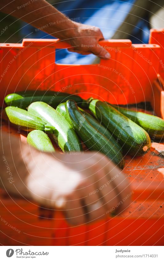 Harvest I Food Vegetable Zucchini Cucumber Nutrition Organic produce Vegetarian diet Lifestyle Healthy Healthy Eating Leisure and hobbies Thanksgiving Gardening