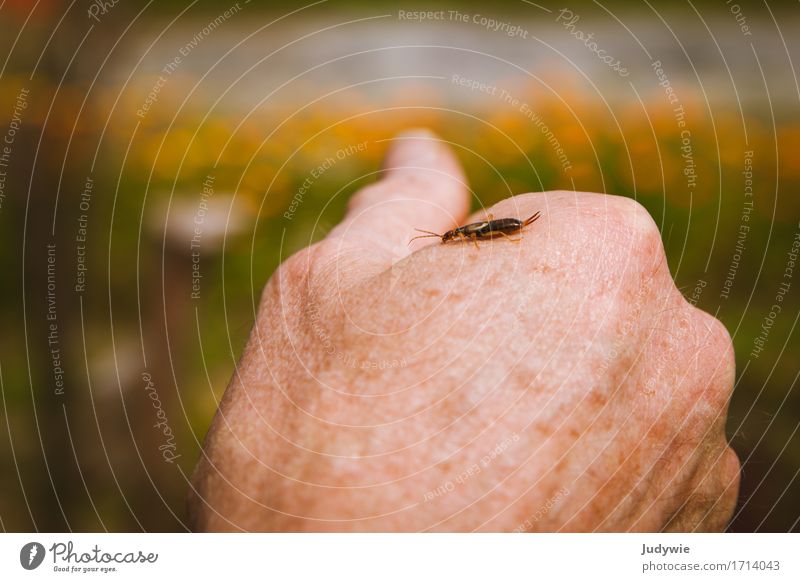 Attention also to the small creatures Summer Human being Female senior Woman Male senior Man Senior citizen Life Hand Environment Nature Spring Autumn Flower