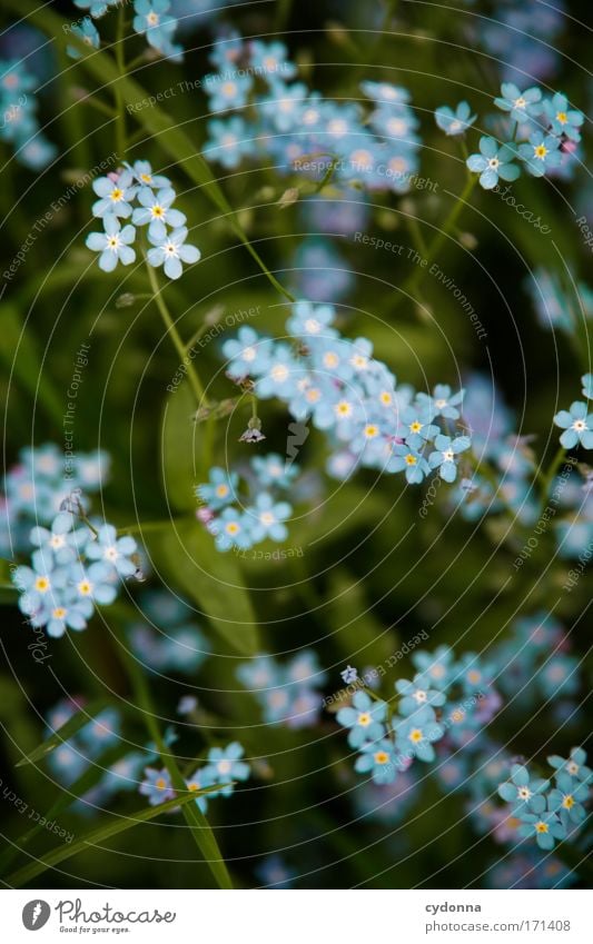 FORGET-ME-NOT Colour photo Exterior shot Close-up Detail Macro (Extreme close-up) Deserted Copy Space left Copy Space right Copy Space top Copy Space bottom