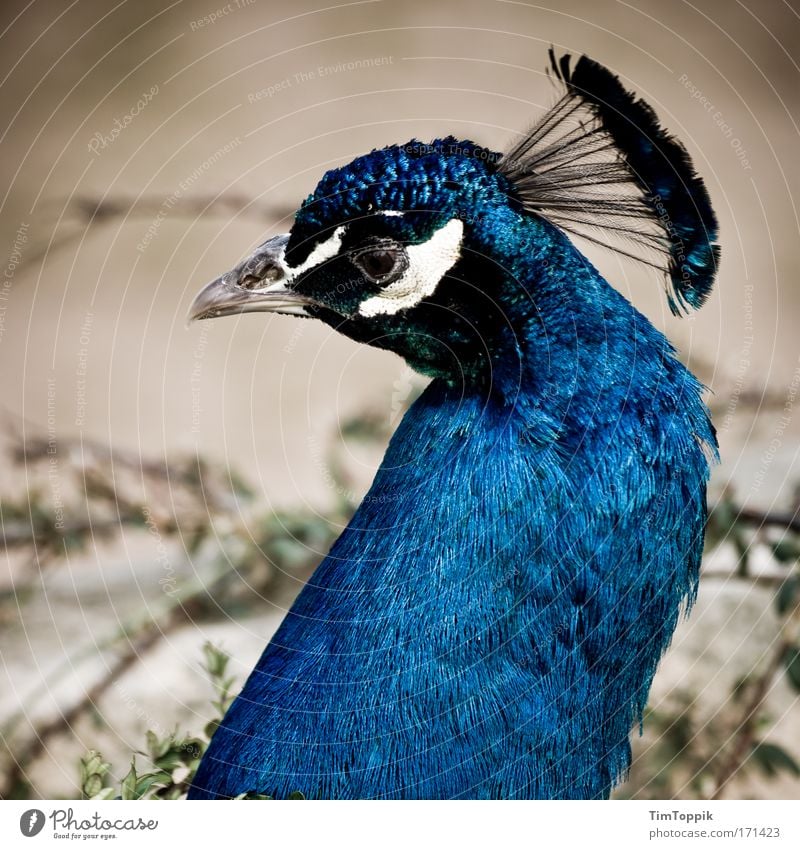 Bird V Zoo Animal Animal face Peacock Peacock feather Bird's eyes Beautiful Sadness Esthetic Berlin zoo Crown Beak Feather Feather headdress Pride Profile