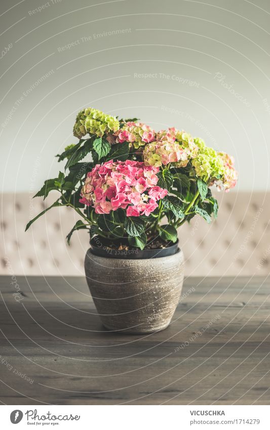 Hydrangeas in the pot on the table in the living room Lifestyle Luxury Elegant Style Design Living or residing Flat (apartment) Interior design Decoration