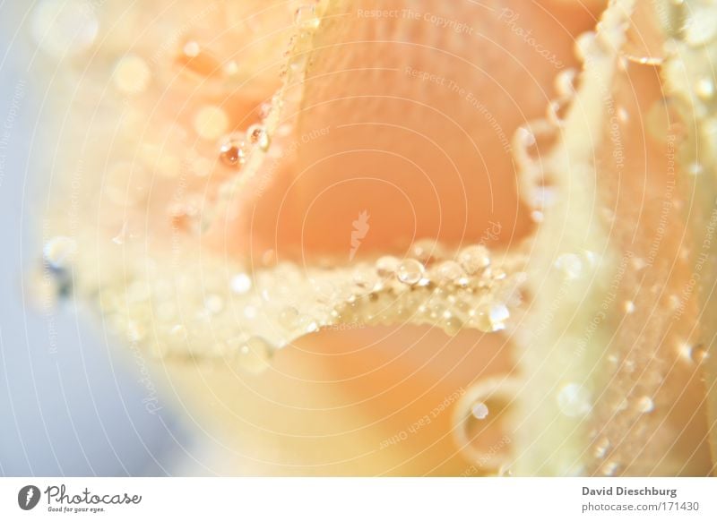 Rosepearls Colour photo Exterior shot Close-up Detail Macro (Extreme close-up) Day Contrast Environment Nature Plant Water Drops of water Flower Blossom Orange